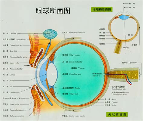 人眼睛|眼部结构与功能